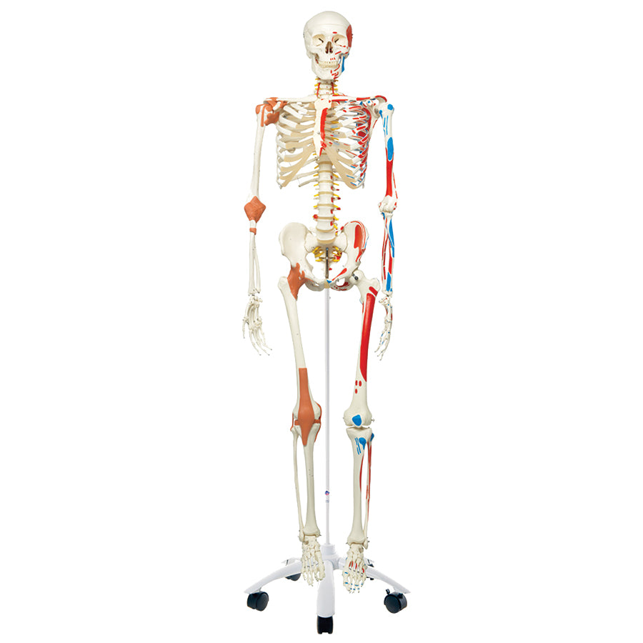 Skeleton Model With Muscles &amp; Ligaments