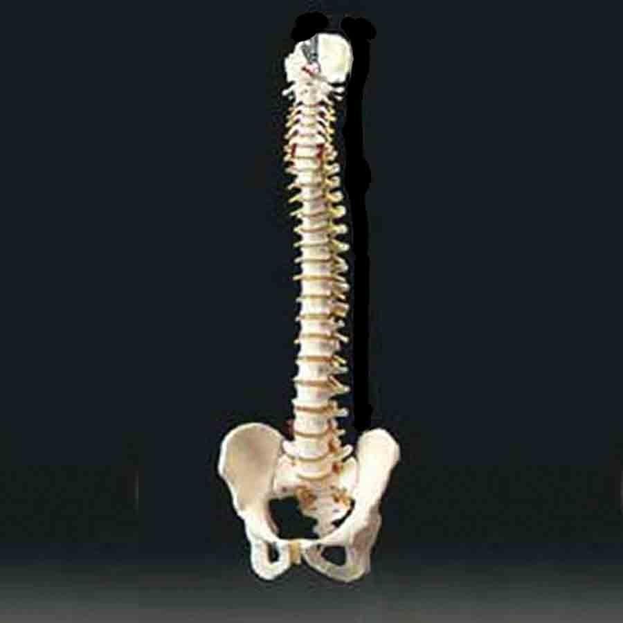 Flexible Spine Model With Stand