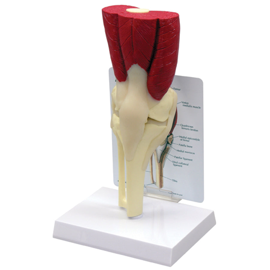 Muscled Knee Model