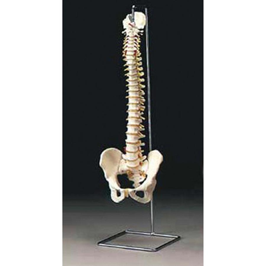 Flexible Spine Model - Stand Only
