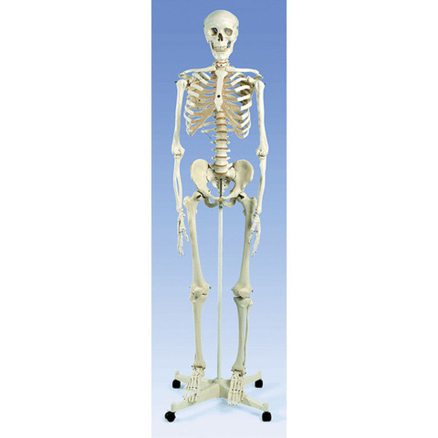 Skeleton and Stand