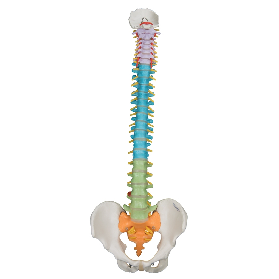 DIDACTIC  FLEXIBLE SPINE WITH STAND