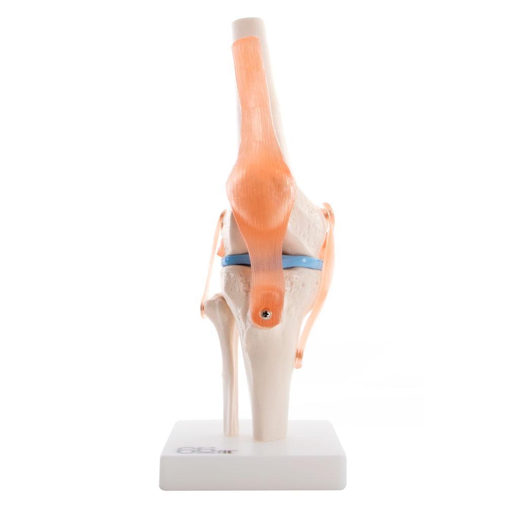 66fit Human Knee Joint Anatomical Model