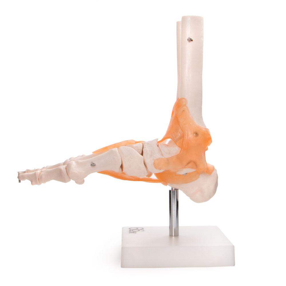 66fit Foot Joint With Ligaments Anatomical Model